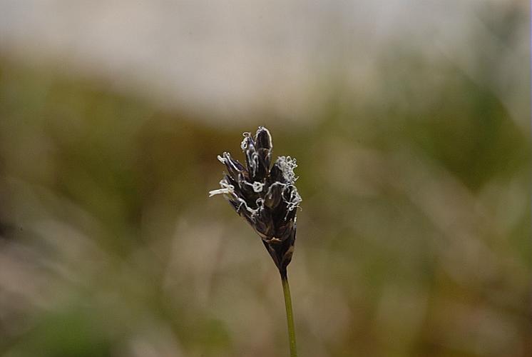 Sesleria caerulea (L.) Ard., 1763 © DALMAS Jean-Pierre