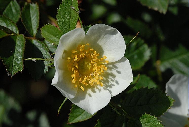 Rosa elliptica Tausch, 1819 © DALMAS Jean-Pierre