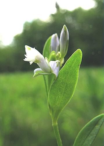 Polygala serpyllifolia Hose, 1797 © VILLARET Jean-Charles