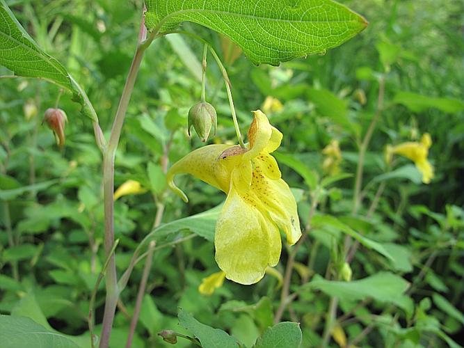 Impatiens noli-tangere L. © BILLARD Gilbert