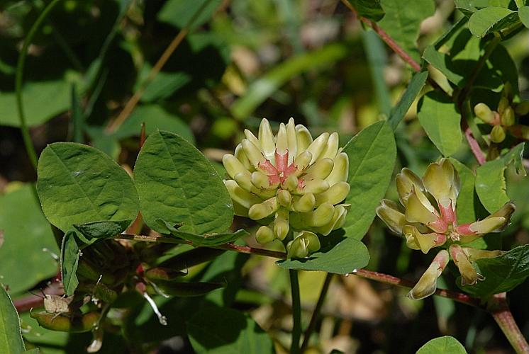 Astragalus glycyphyllos L., 1753 © DALMAS Jean-Pierre