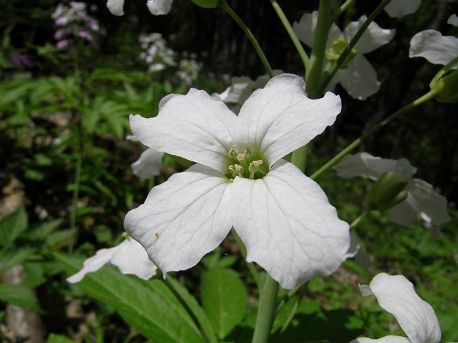 Cardamine heptaphylla (Vill.) O.E.Schulz, 1903 © VILLARET Jean-Charles