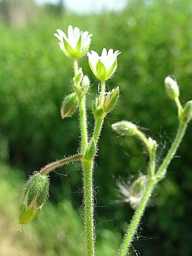 Cerastium fontanum subsp. vulgare (Hartm.) Greuter & Burdet, 1982 © VILLARET Jean-Charles