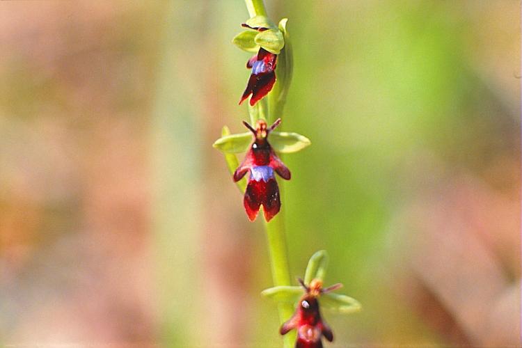 Ophrys insectifera L., 1753 © BILLARD Gilbert