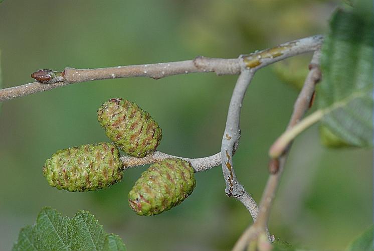 Alnus incana (L.) Moench © DALMAS Jean-Pierre