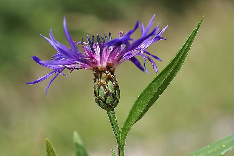 Centaurea triumfetti All. © PACHES Gilles