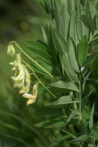 Lathyrus occidentalis (Fisch. & C.A.Mey.) Fritsch, 1895 © PACHES Gilles