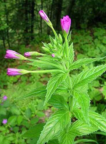 Epilobium alpestre (Jacq.) Krocker © VILLARET Jean-Charles