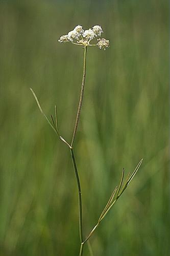 Oenanthe lachenalii C.C. Gmelin © PACHES Gilles