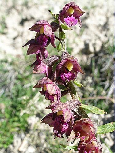 Epipactis atrorubens (Hoffm.) Besser, 1809 © VILLARET Jean-Charles