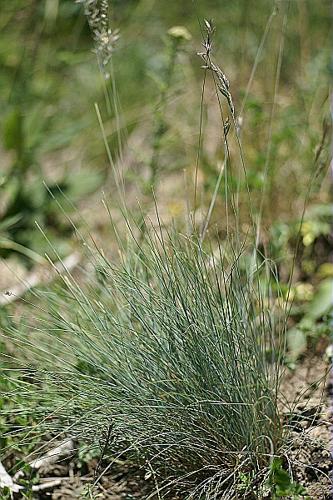 Festuca valesiaca Gaudin © PACHES Gilles