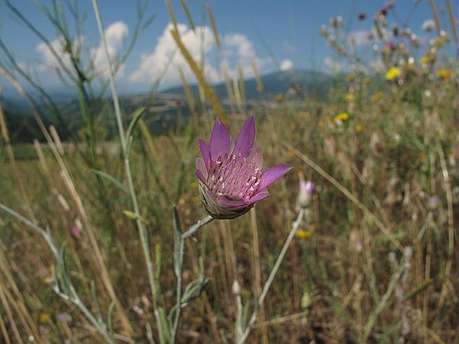 Xeranthemum inapertum (L.) Mill., 1768 © BILLARD Gilbert