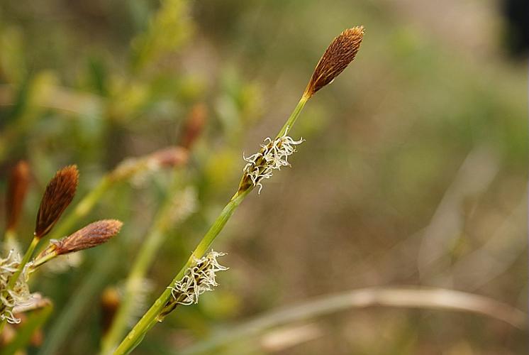 Carex brevicollis DC. © BONNET Véronique