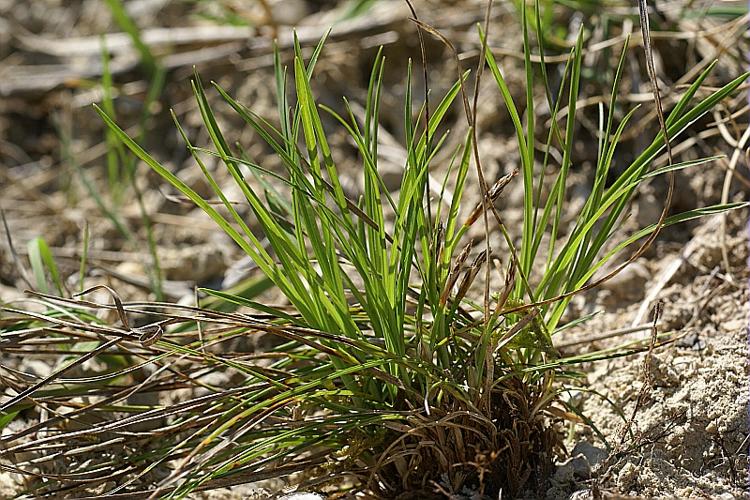 Carex humilis Leysser © PACHES Gilles