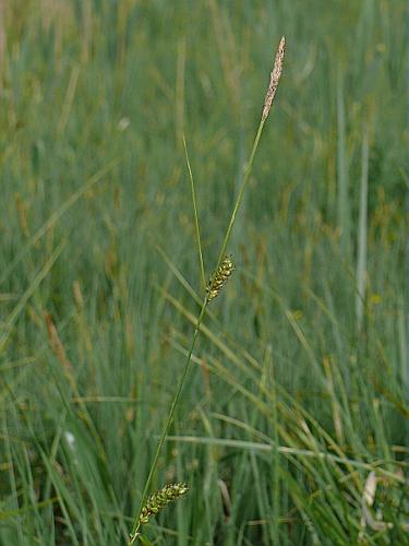 Carex distans L. © MIKOLAJCZAK Alexis