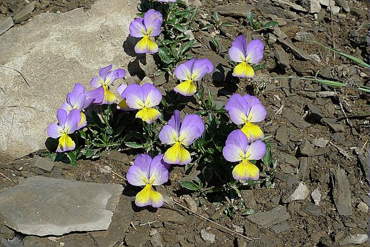 Viola calcarata L., 1753 © ABDULHAK Sylvain