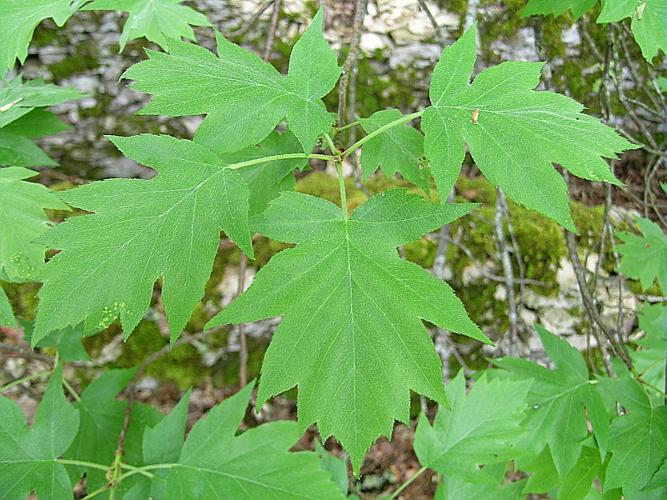 Sorbus torminalis (L.) Crantz, 1763 © VILLARET Jean-Charles