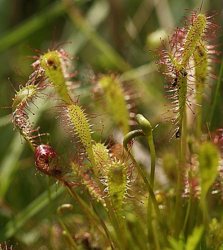 Drosera longifolia L. © BONNET Véronique