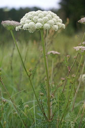 Libanotis pyrenaica subsp. pyrenaica © PACHES Gilles