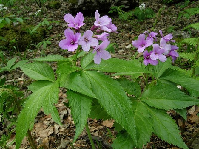 Cardamine pentaphyllos (L.) Crantz, 1769 © VILLARET Jean-Charles