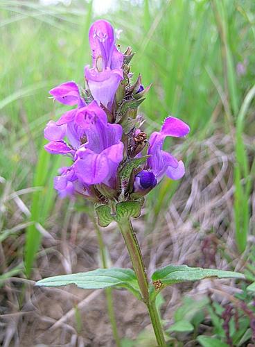 Prunella grandiflora (L.) Scholler, 1775 © VILLARET Jean-Charles