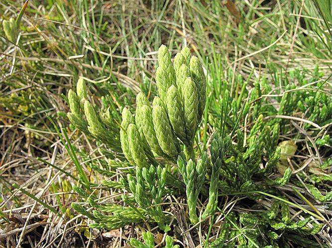 Diphasiastrum alpinum (L.) Holub © BILLARD Gilbert