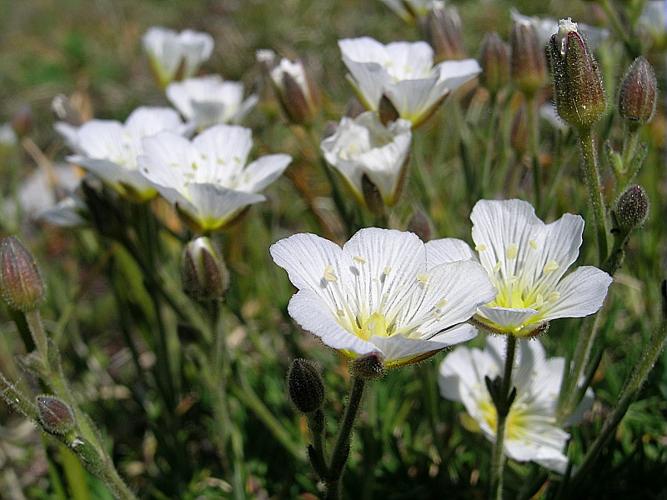 Minuartia capillacea (All.) Graebn., 1918 © VILLARET Jean-Charles