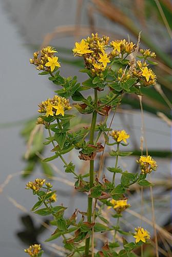 Hypericum tetrapterum Fries © DALMAS Jean-Pierre