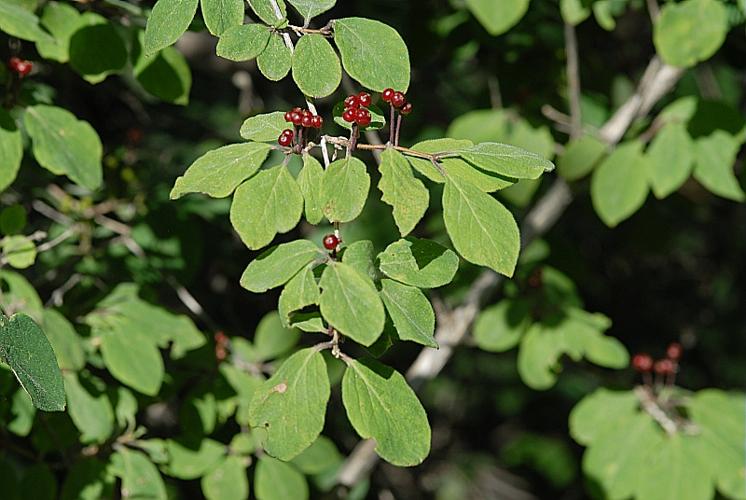 Lonicera xylosteum L. © DALMAS Jean-Pierre