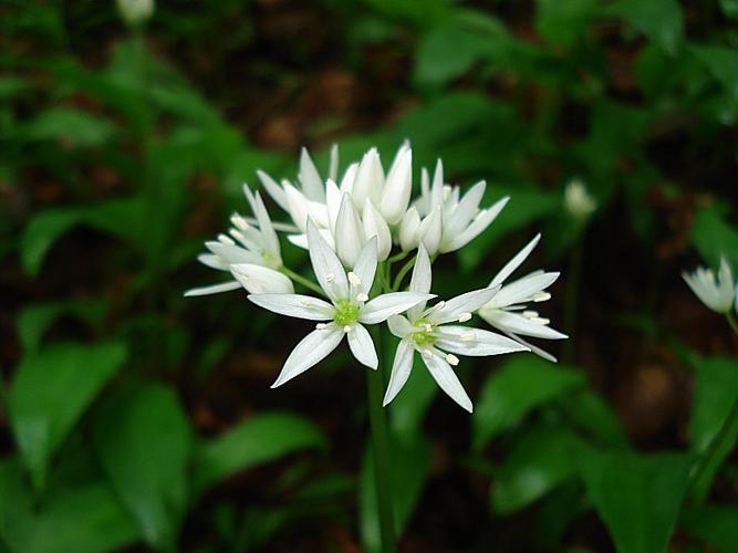 Allium ursinum L. subsp. ursinum © GARDET Sandrine