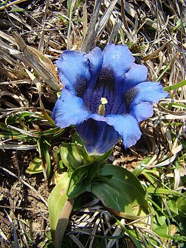 Gentiana acaulis L. © VILLARET Jean-Charles