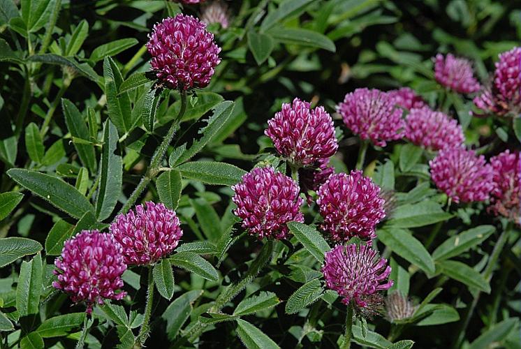 Trifolium alpestre L. © DALMAS Jean-Pierre