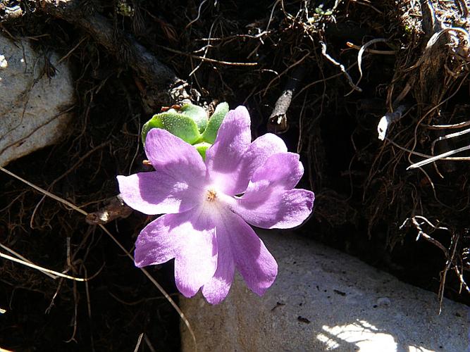 Primula integrifolia L. © VILLARET Jean-Charles