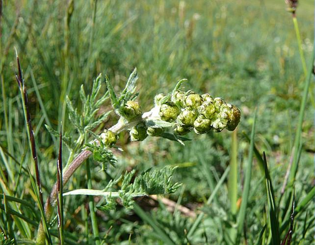 Artemisia atrata Lam. © VILLARET Jean-Charles