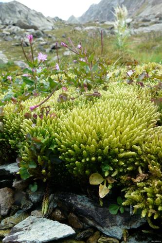 Bryum schleicheri DC. © GARRAUD Luc