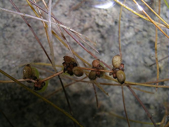 Potamogeton filiformis Pers. © VILLARET Jean-Charles