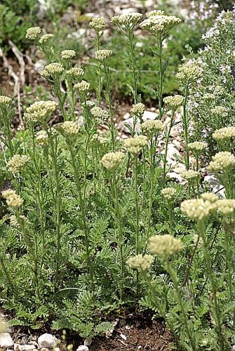 Achillea odorata L., 1759 © PACHES Gilles