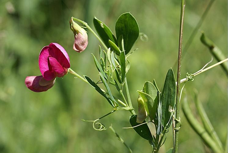 Lathyrus tuberosus L., 1753 © PACHES Gilles