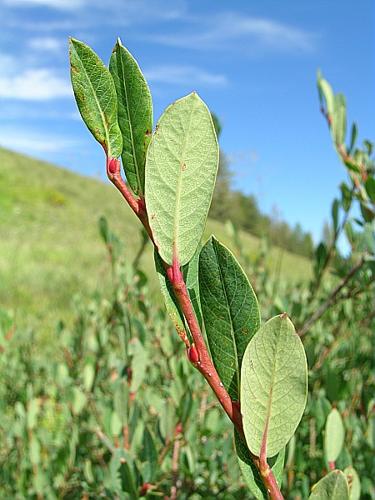 Salix caesia Vill. © VILLARET Jean-Charles