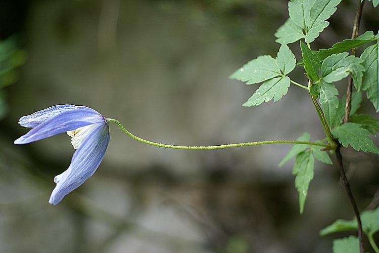 Clematis alpina (L.) Miller © PACHES Gilles