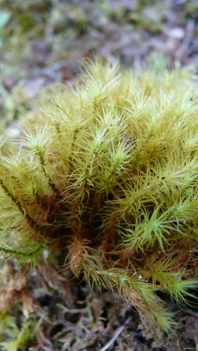 Bartramia halleriana Hedw. © GARRAUD Luc