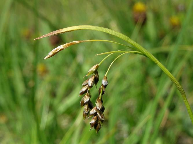 Carex capillaris L. © VILLARET Jean-Charles