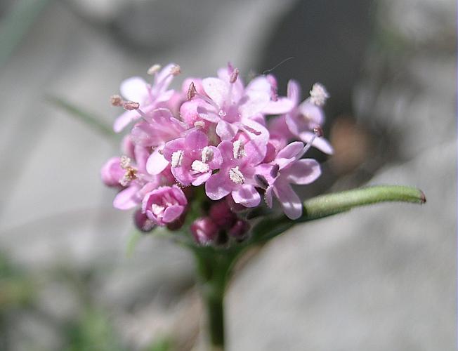 Valeriana tuberosa L., 1753 © VILLARET Jean-Charles