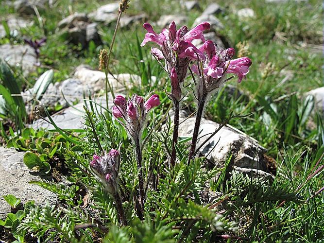 Pedicularis rosea subsp. allionii (Rchb.f.) Arcang., 1882 © BILLARD Gilbert