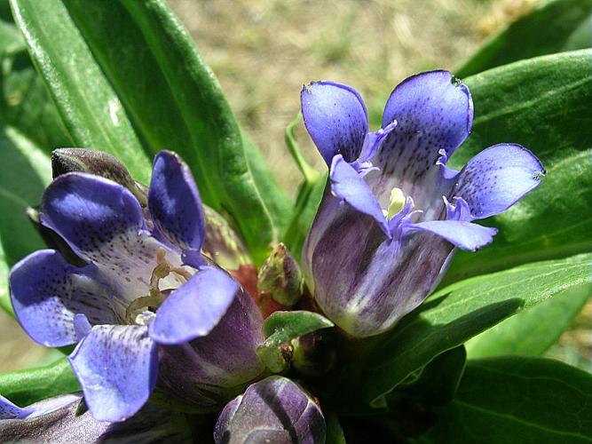 Gentiana cruciata L. © VILLARET Jean-Charles