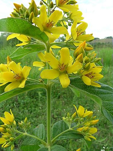 Lysimachia vulgaris L., 1753 © VILLARET Jean-Charles