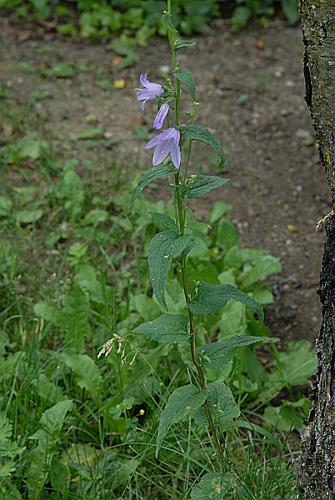 Campanula trachelium L. © DALMAS Jean-Pierre