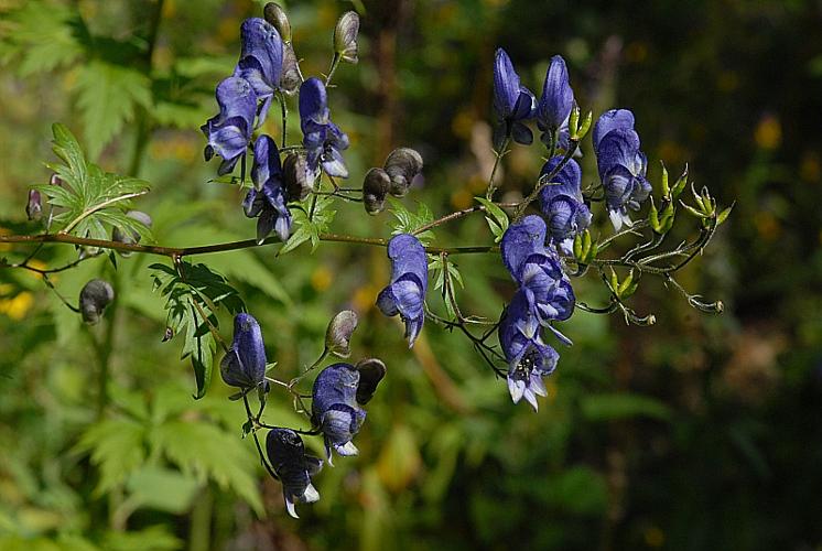 Aconitum variegatum L. subsp. paniculatum (Arcangeli) Greuter & Burdet © DALMAS Jean-Pierre