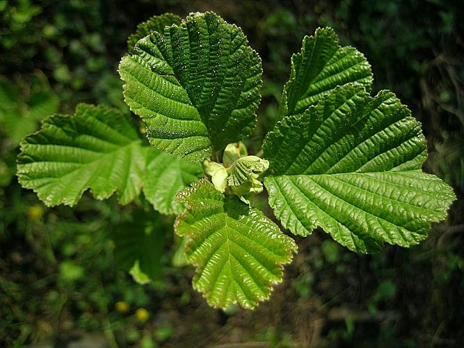 Alnus glutinosa (L.) Gaertn. © VILLARET Jean-Charles