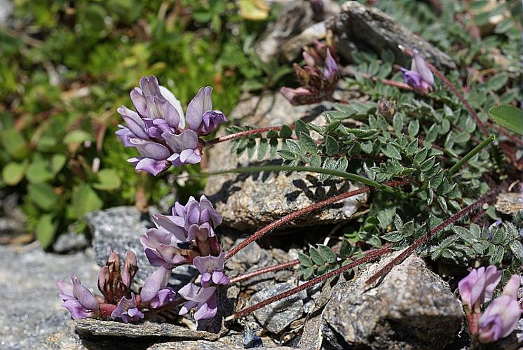 Oxytropis helvetica Scheele © PACHES Gilles